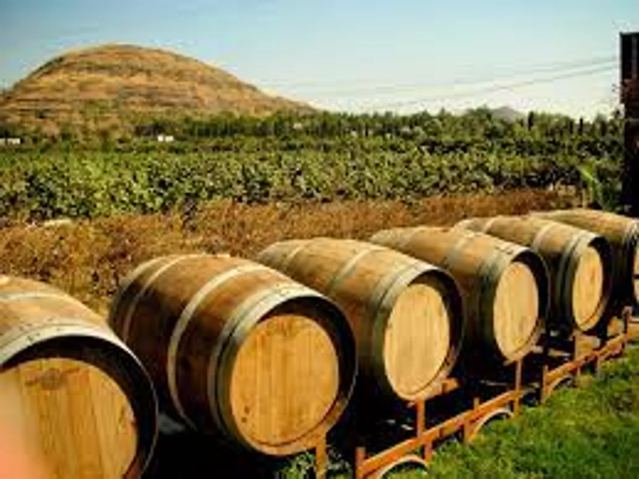 Maharashtra cabinet rejects incentive scheme for wine industry