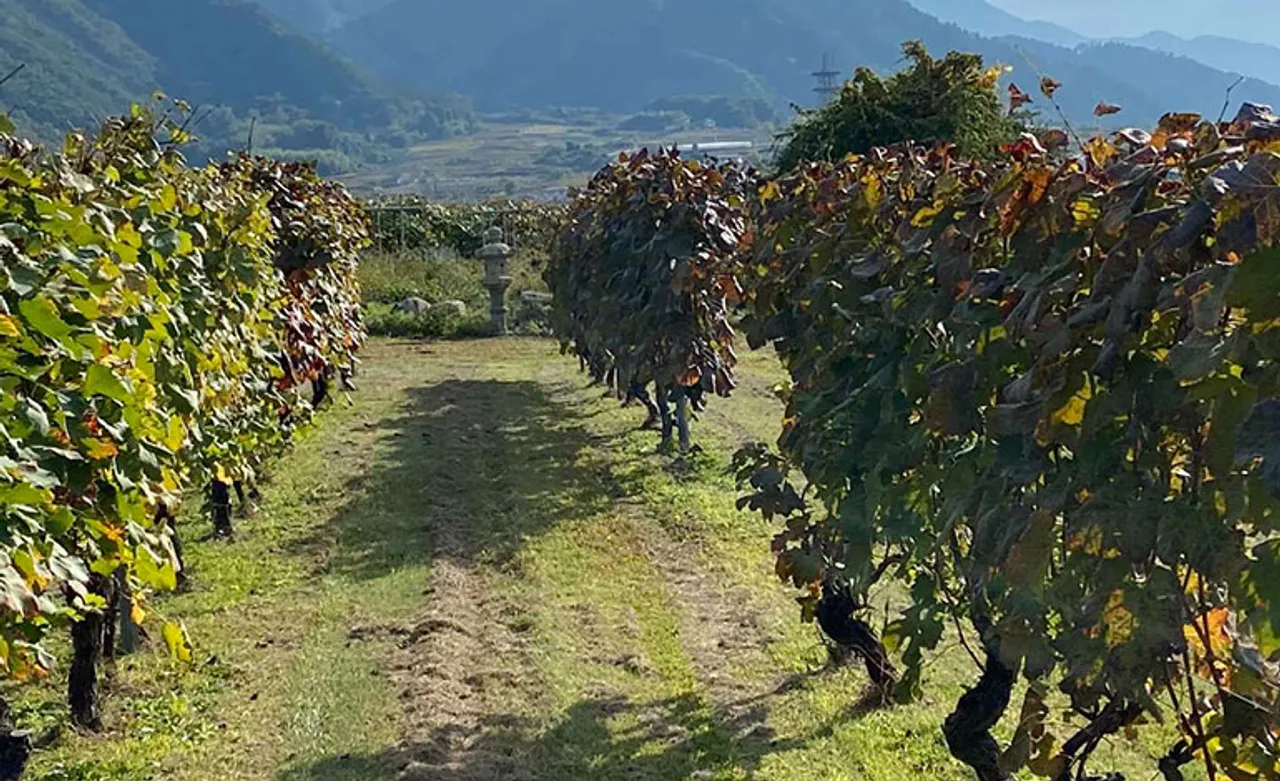Wineries that spell Japanese elan