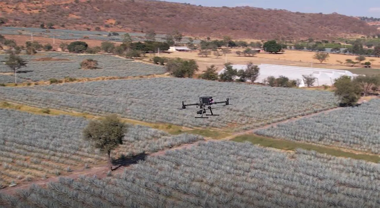 Diageo introduces drones across its tequila farming