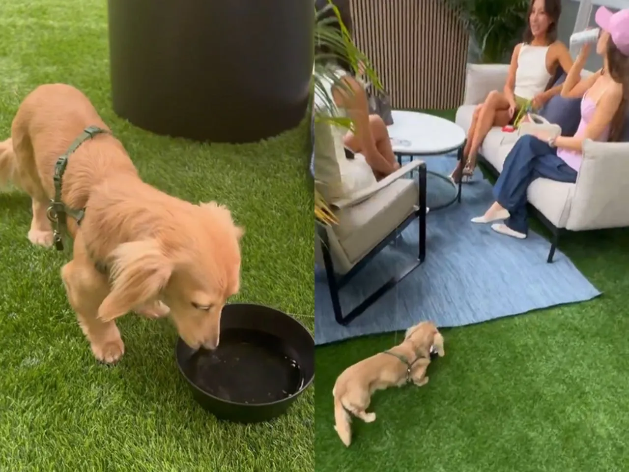 Charles Leclerc dog Leo
