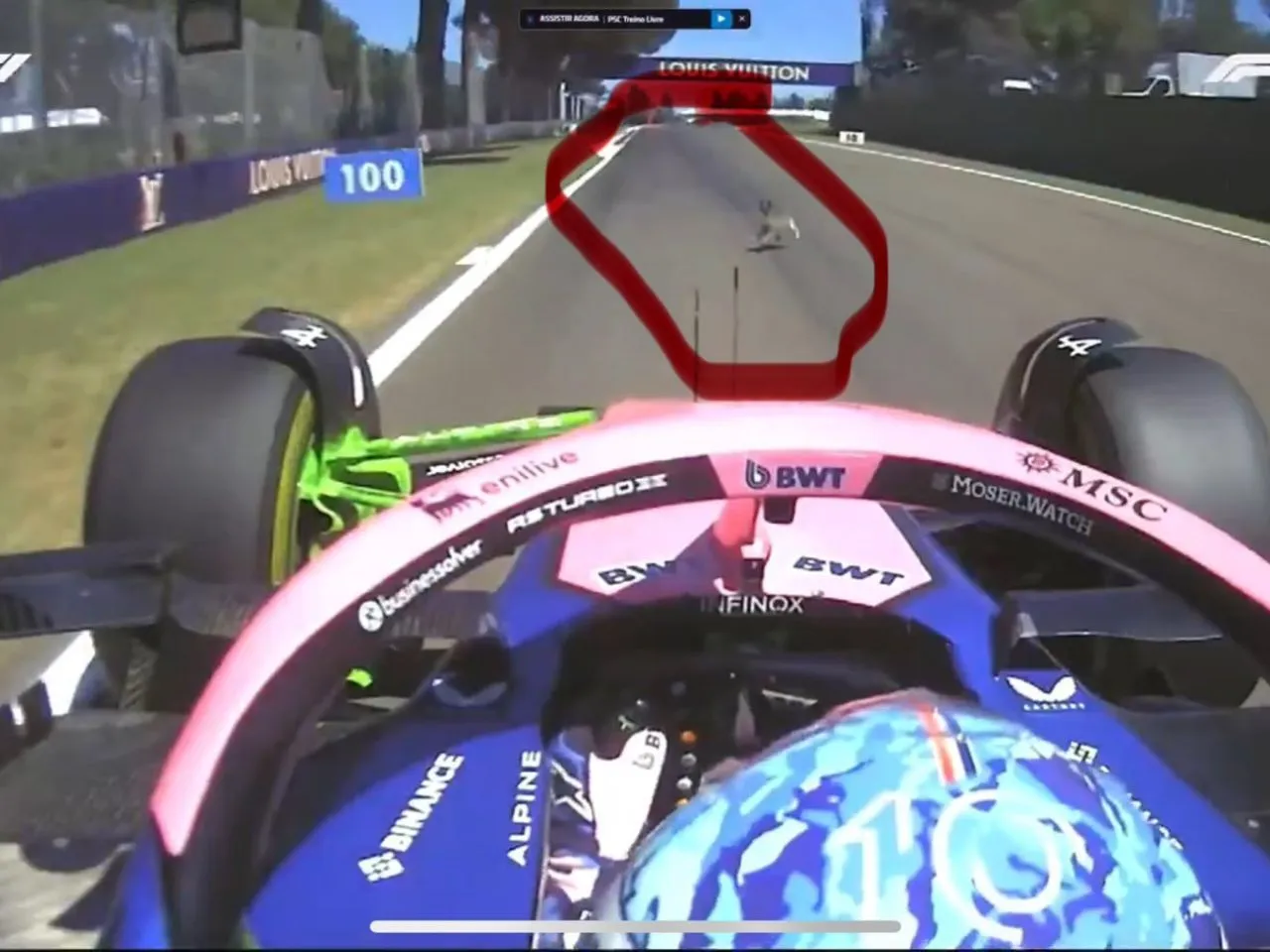 Pierre Gasly hitting rabbit