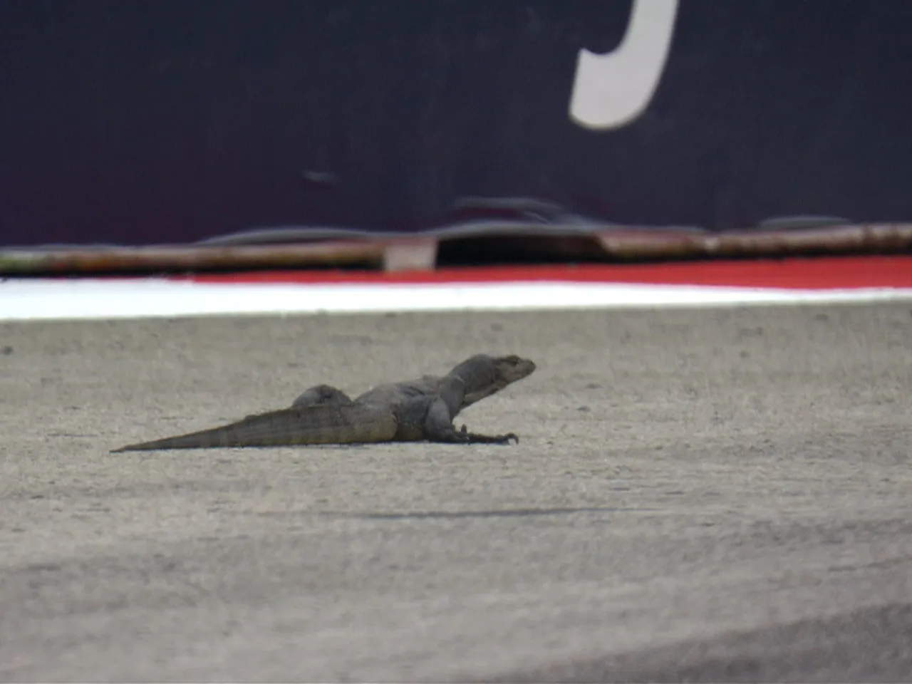 Giant Lizard at Marina Bay in Singapore 