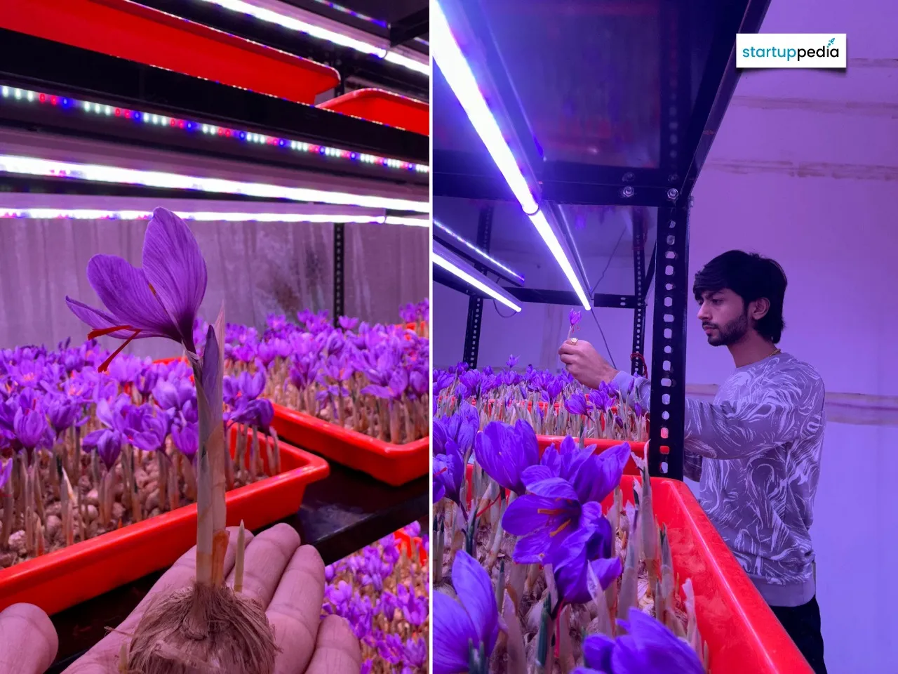 saffron farming patil farms