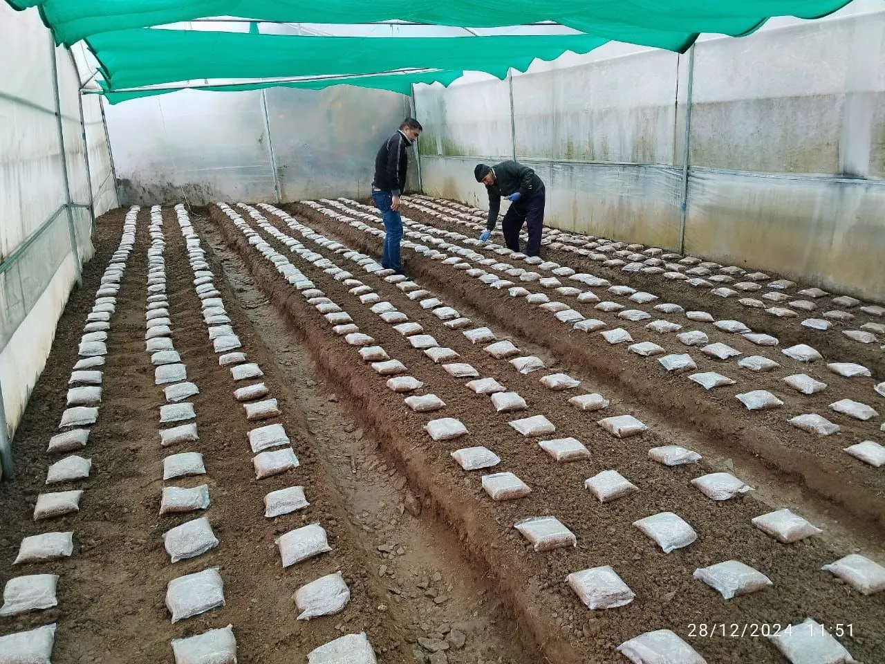 Planet Mushroom Farm