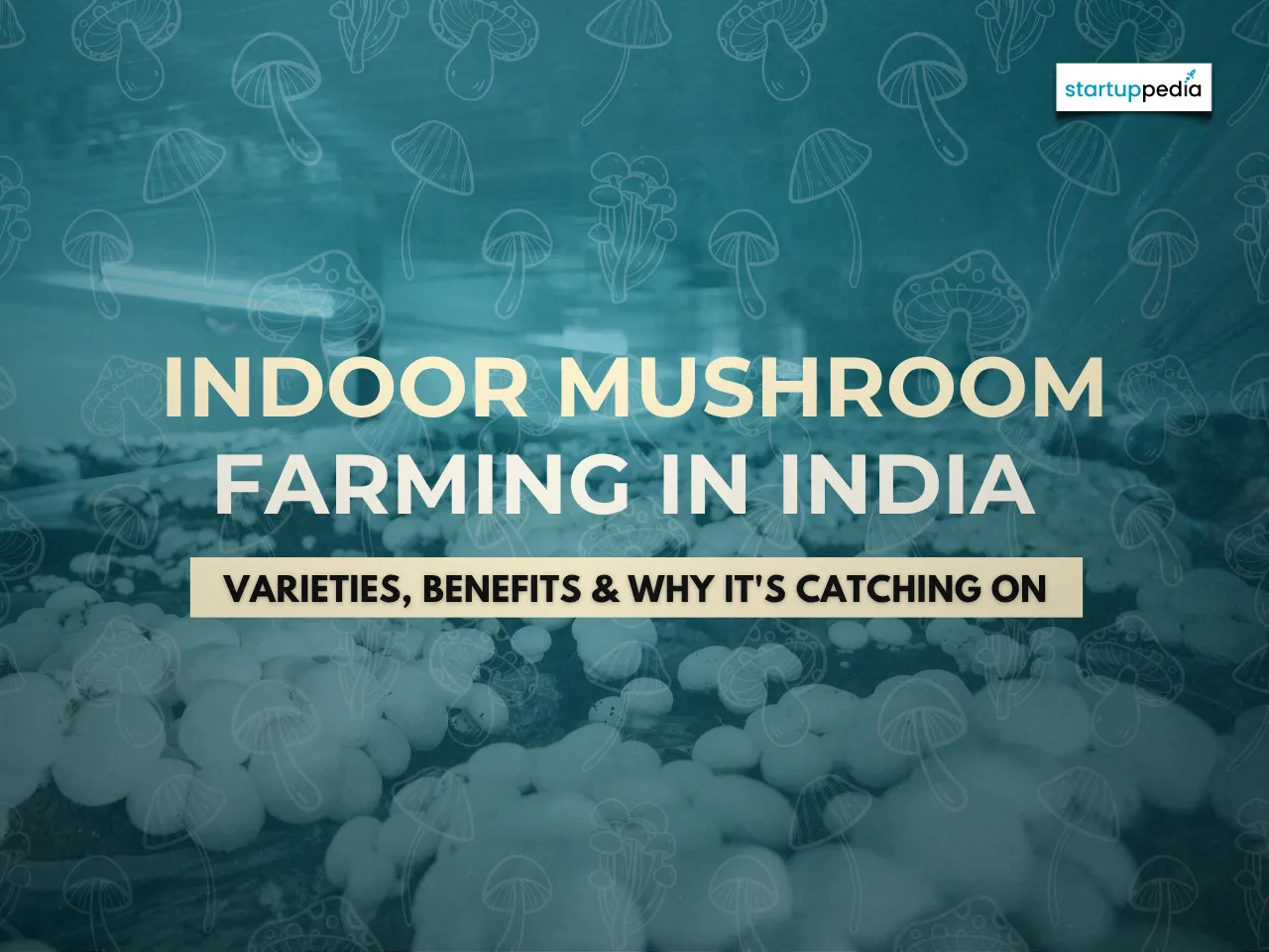 Indoor Mushroom Farming