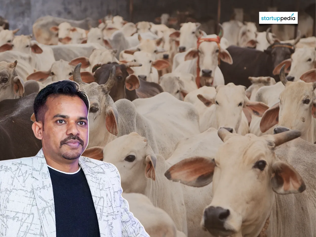 web cow