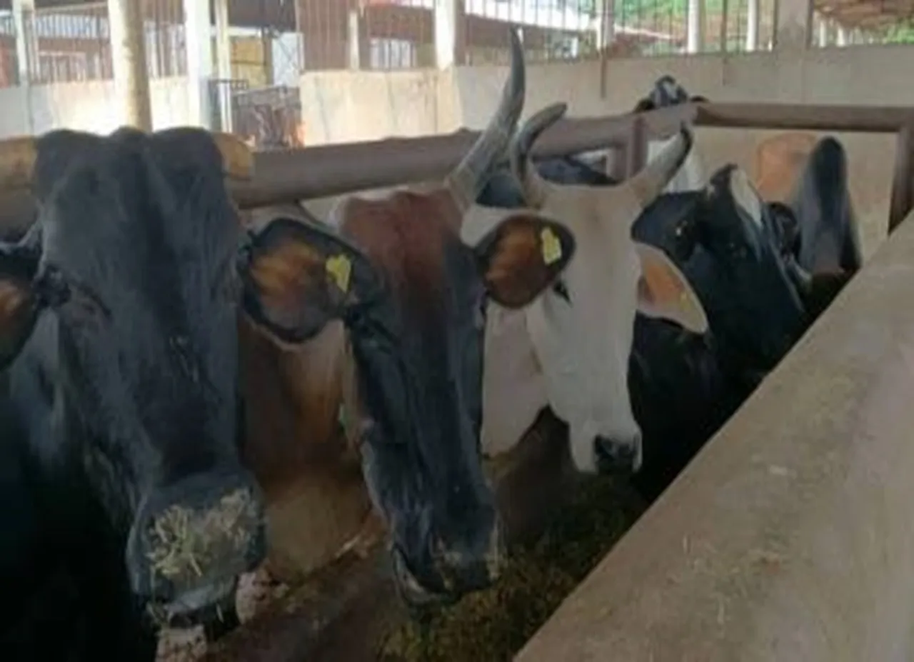 மாட்டிறைச்சி தடைக்கு எதிராக புதுச்சேரி சட்டமன்றத்தில் தீர்மானம்!