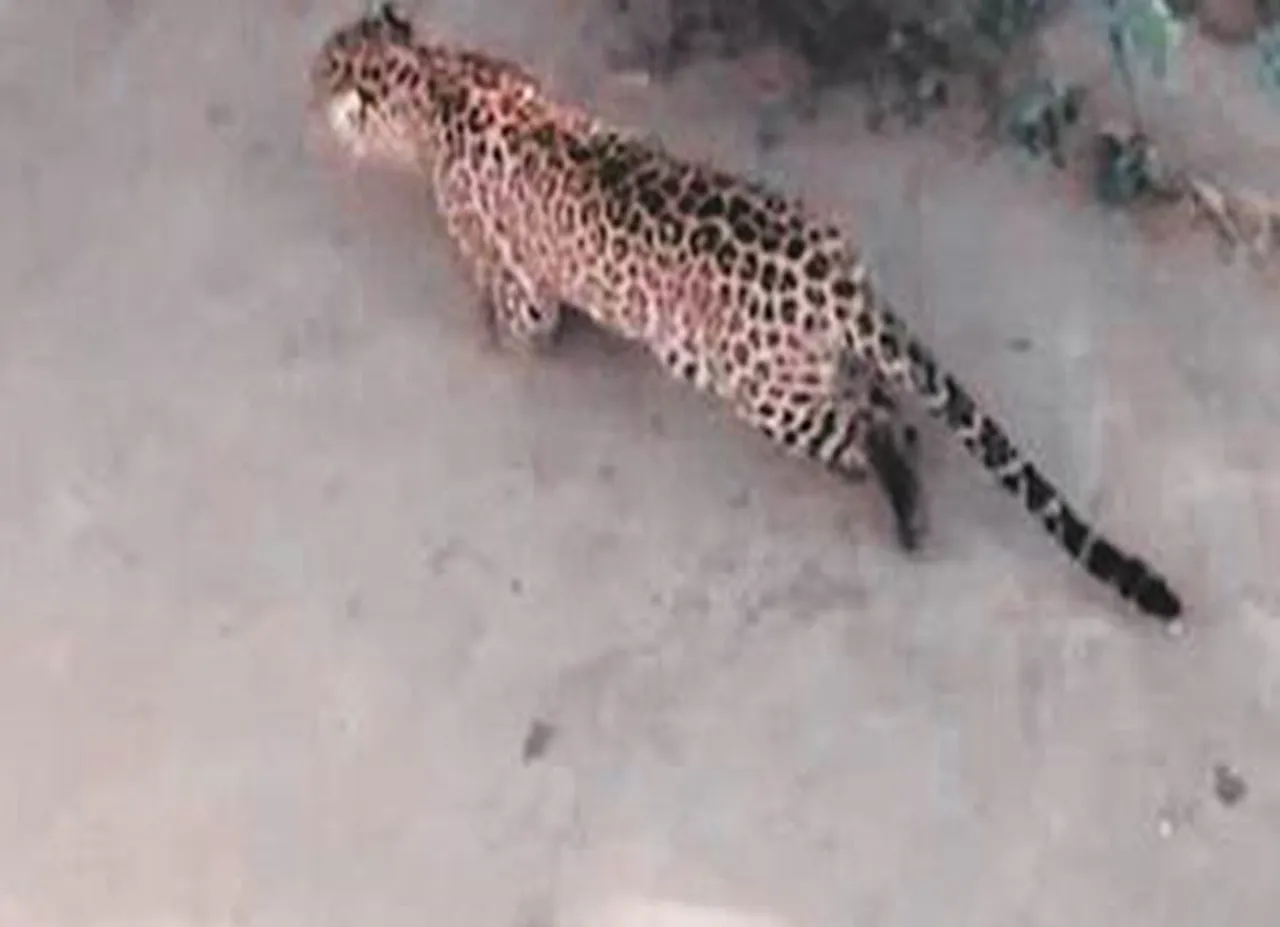 leopard