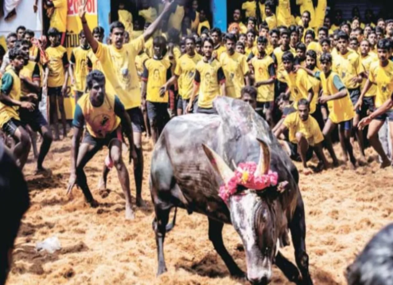 Madurai Avaniyapuram Jallikattu started today