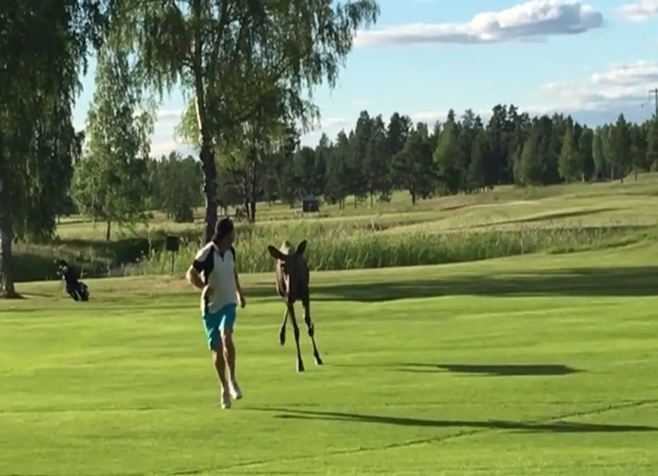 Moose