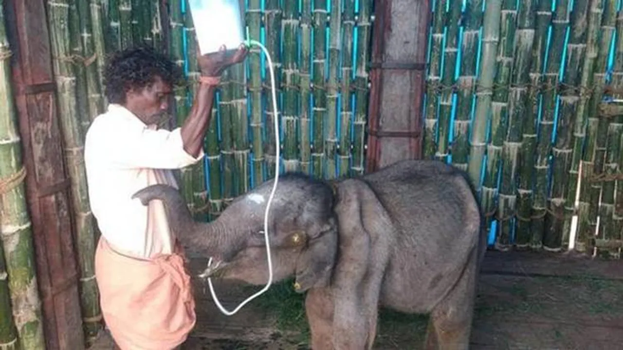'அன்பிற்கும் உண்டோ அடைக்கும்தாழ்’: பாகனிடம் அன்பை வாரி வழங்கும் யானைக்குட்டி