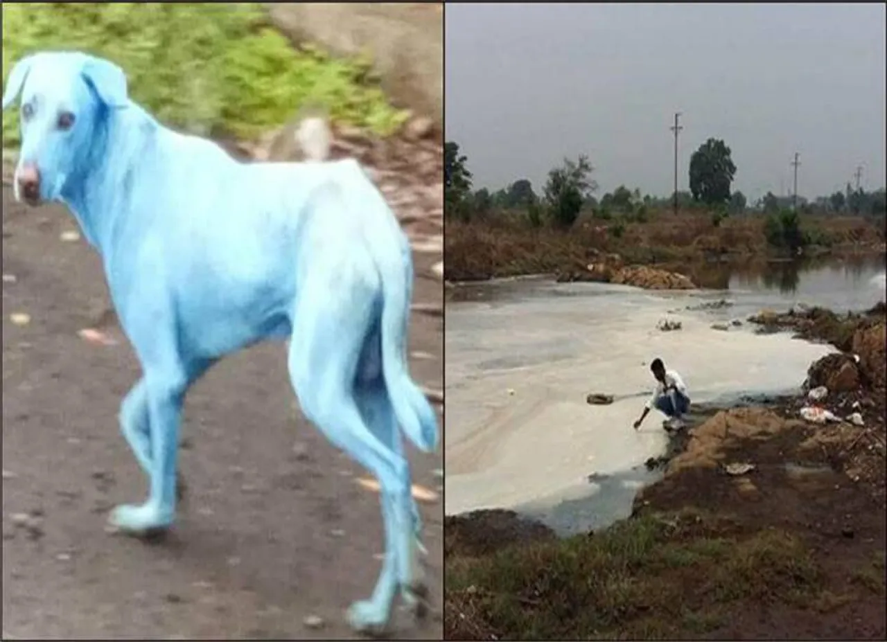 சாயப்பட்டறை கழிவுகள்: நாய்கள் நீல நிறமாக மாறும் அவலம்