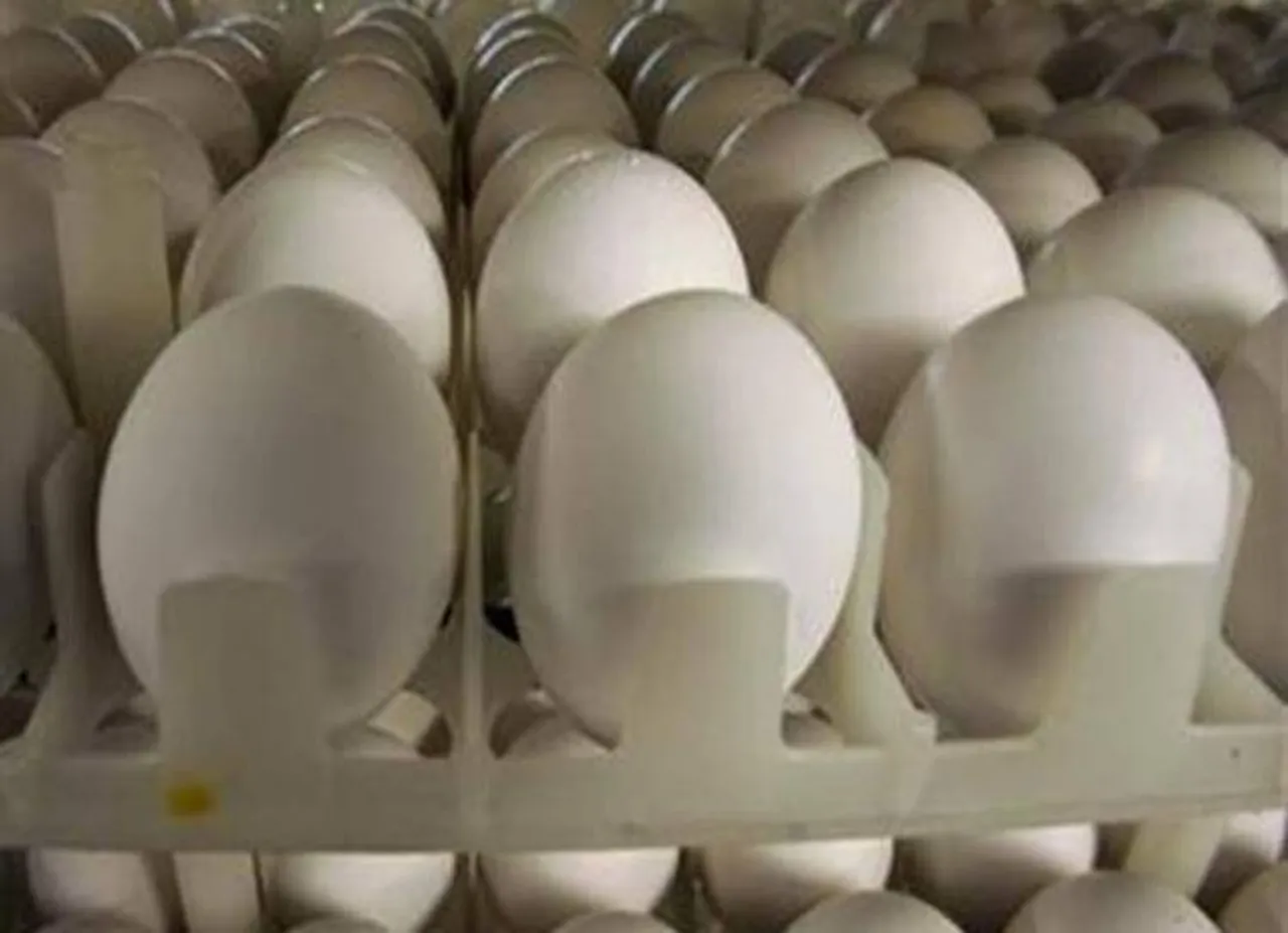 eggs-l-reuters