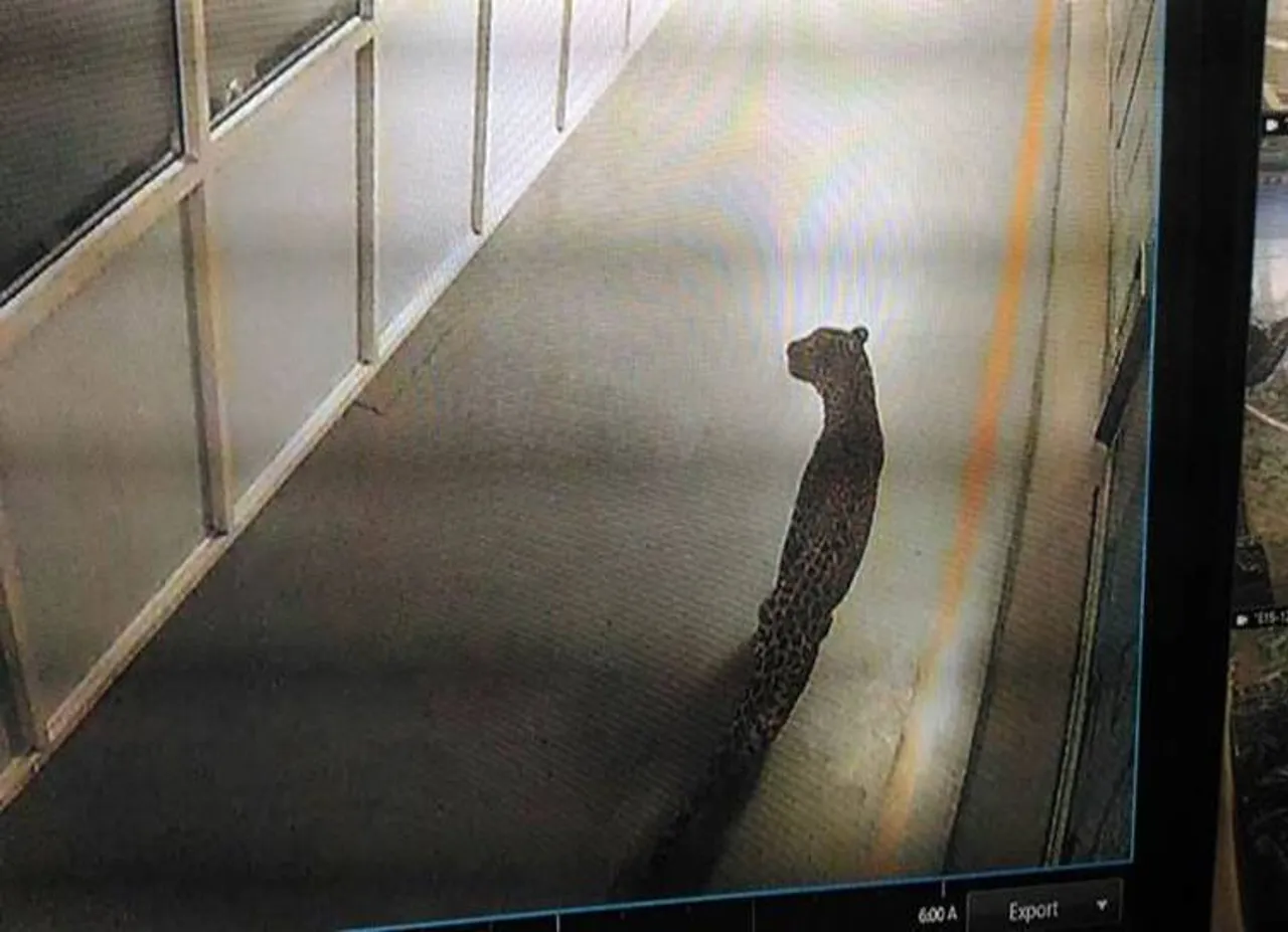 Leopard,Maruti Suzuki plant, man-animal conflicts, delhi