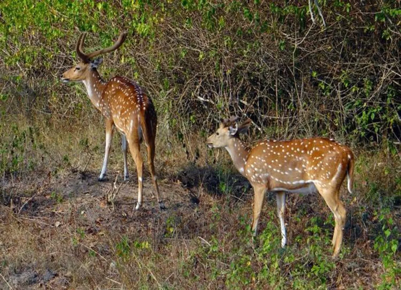chennai IIT, wild animals, environment activist, National green tribunal,