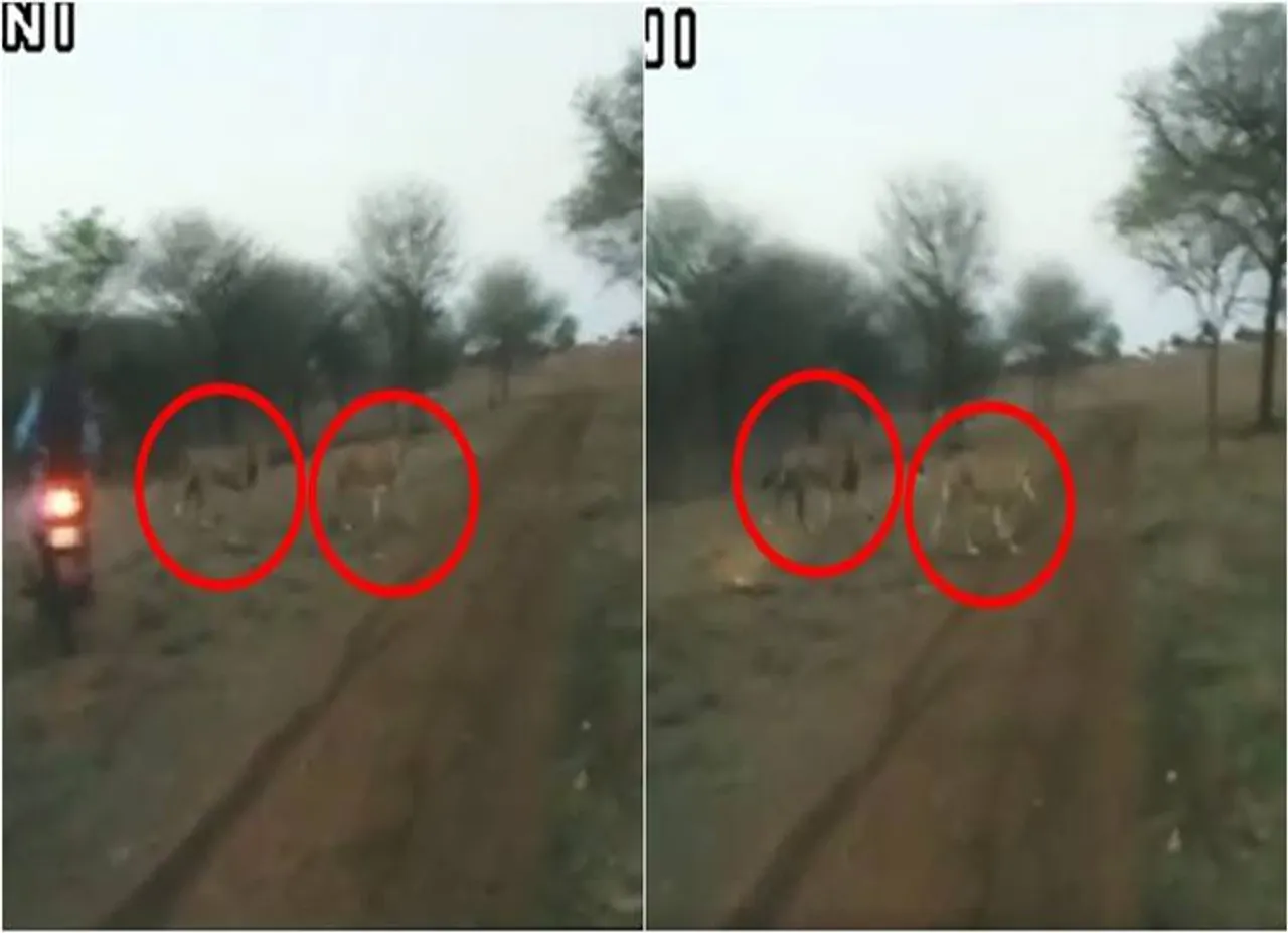gir forests, asian lions, wild life conservation