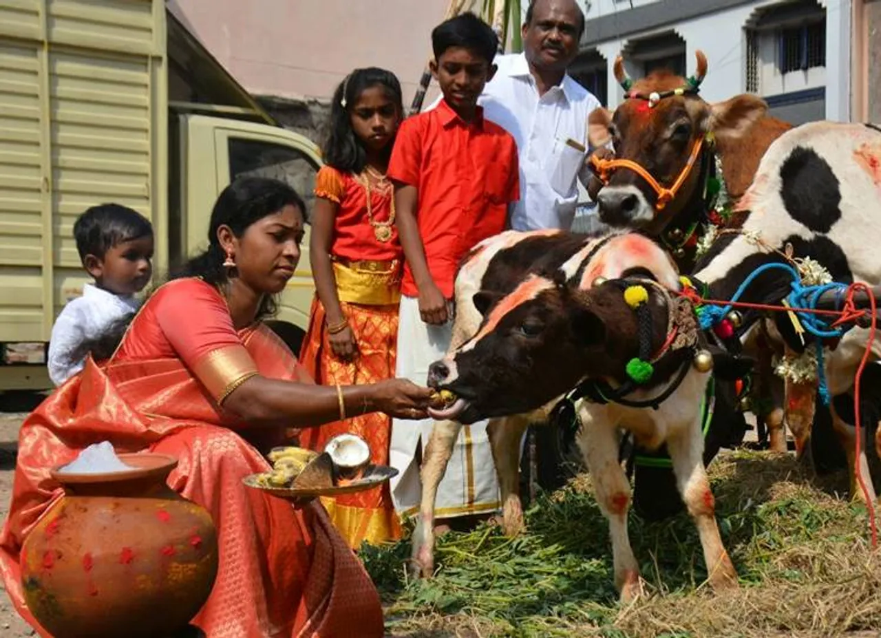 mattu pongal