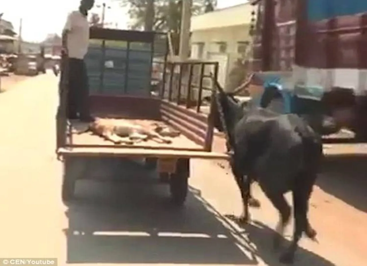 வீடியோ: அடிபட்ட கன்றுக்குட்டியை அழைத்துச் சென்ற வாகனத்தின் பின்னால் ஓடிய மாட்டின் தாய்ப்பாசம்