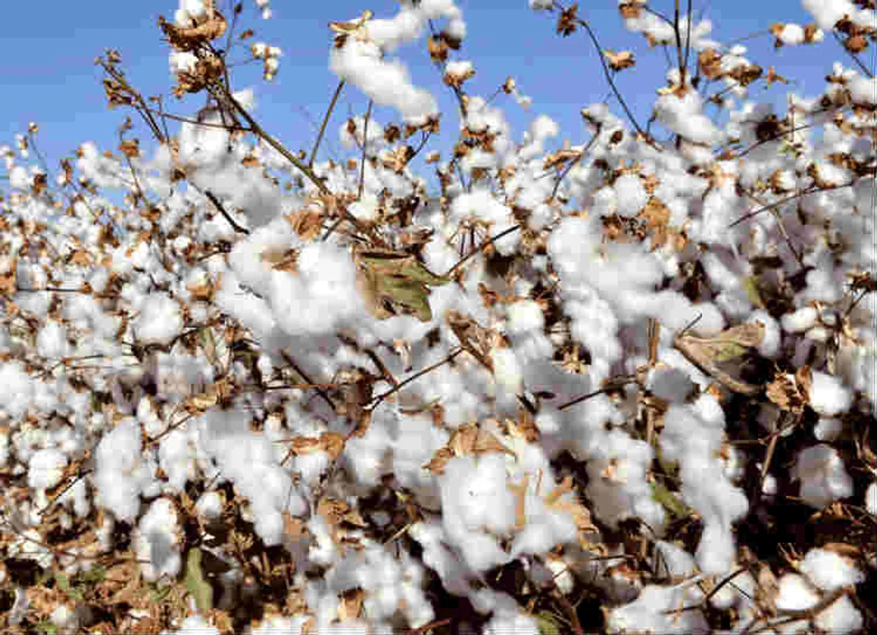 cotton-farming
