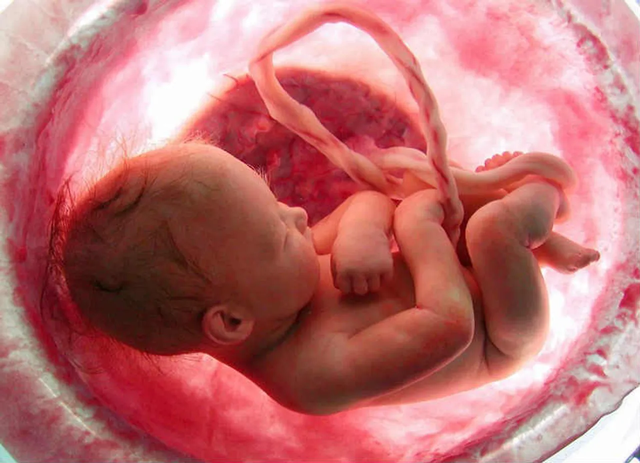 baby in feotus