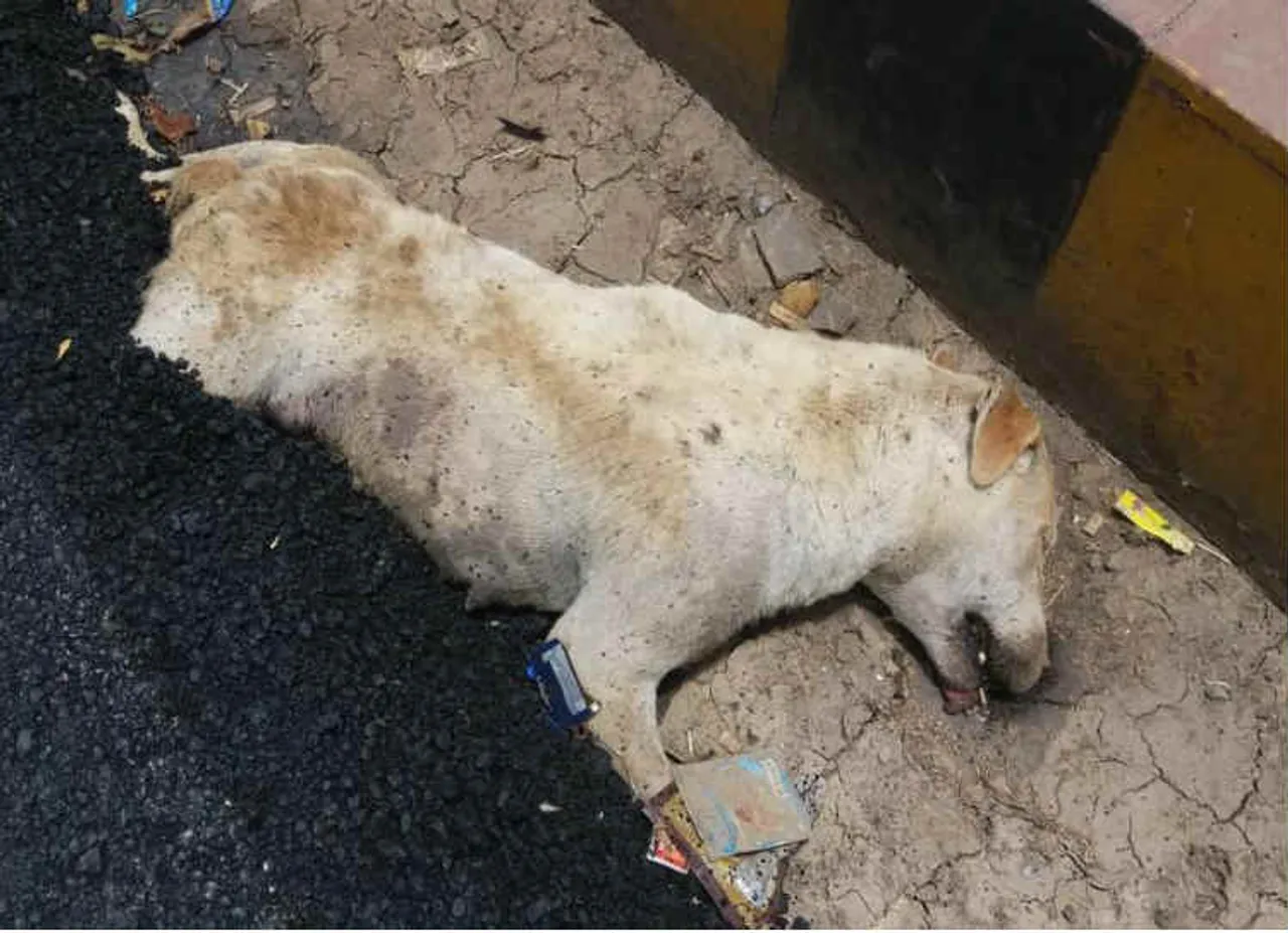 மண்ணோடு புதைந்த மனிதநேயம்.. ரோட்டில் உறங்கிக் கொண்டிருந்த நாய் மீது தார் ரோடு போட்ட கொடூரம்!