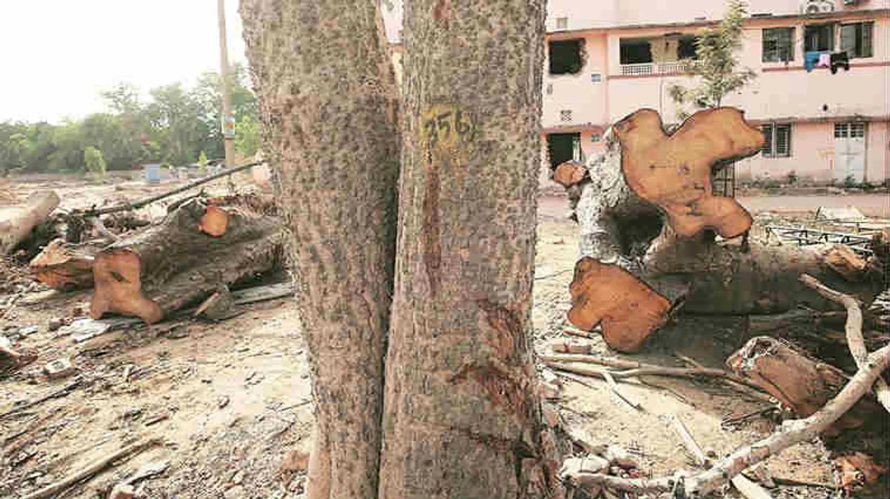 Tree cutting for development