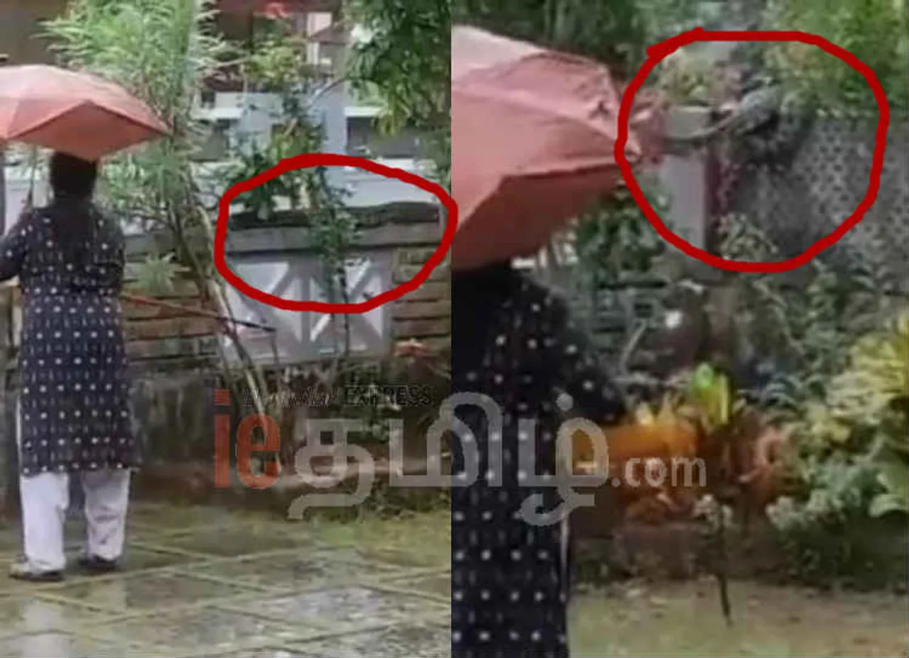 kerala flood snake, கேரளா