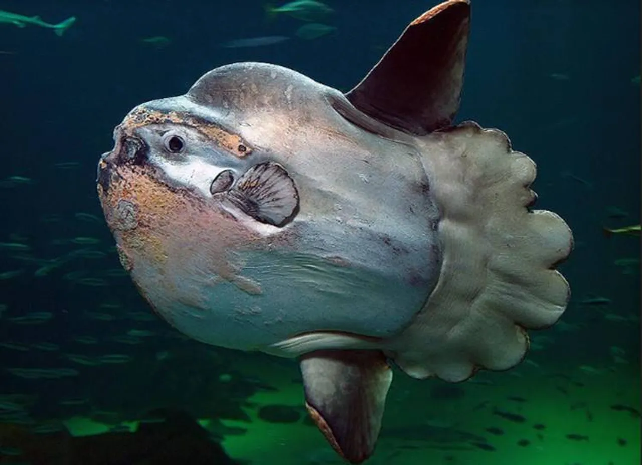 Mola Mola மீன்கள்