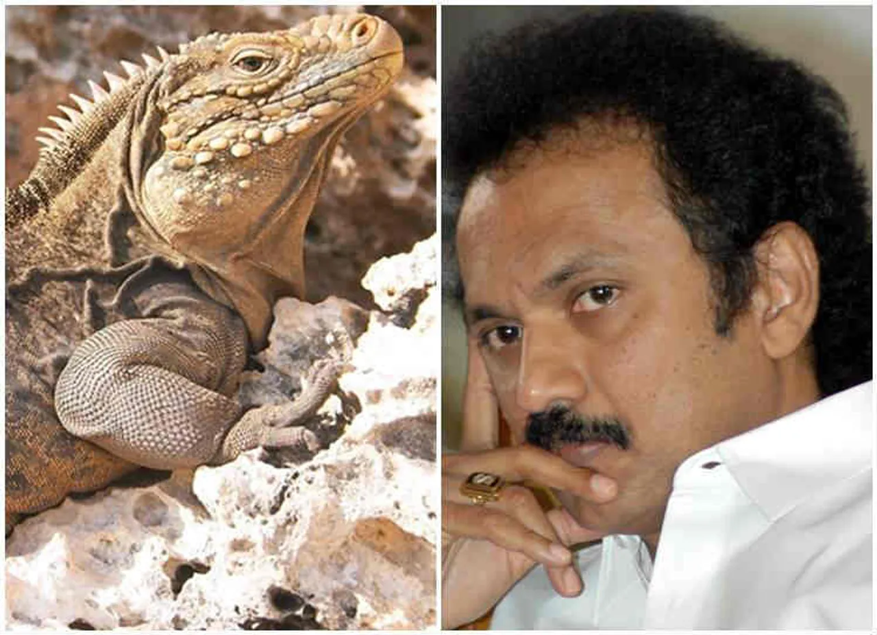 mk stalin, iguana, MK Stalin Flight Blocked By Iguana, Salem Airport, உடும்பு, மு.க.ஸ்டாலின் விமானத்தை மறித்த உடும்பு, சேலம் விமான நிலையம்
