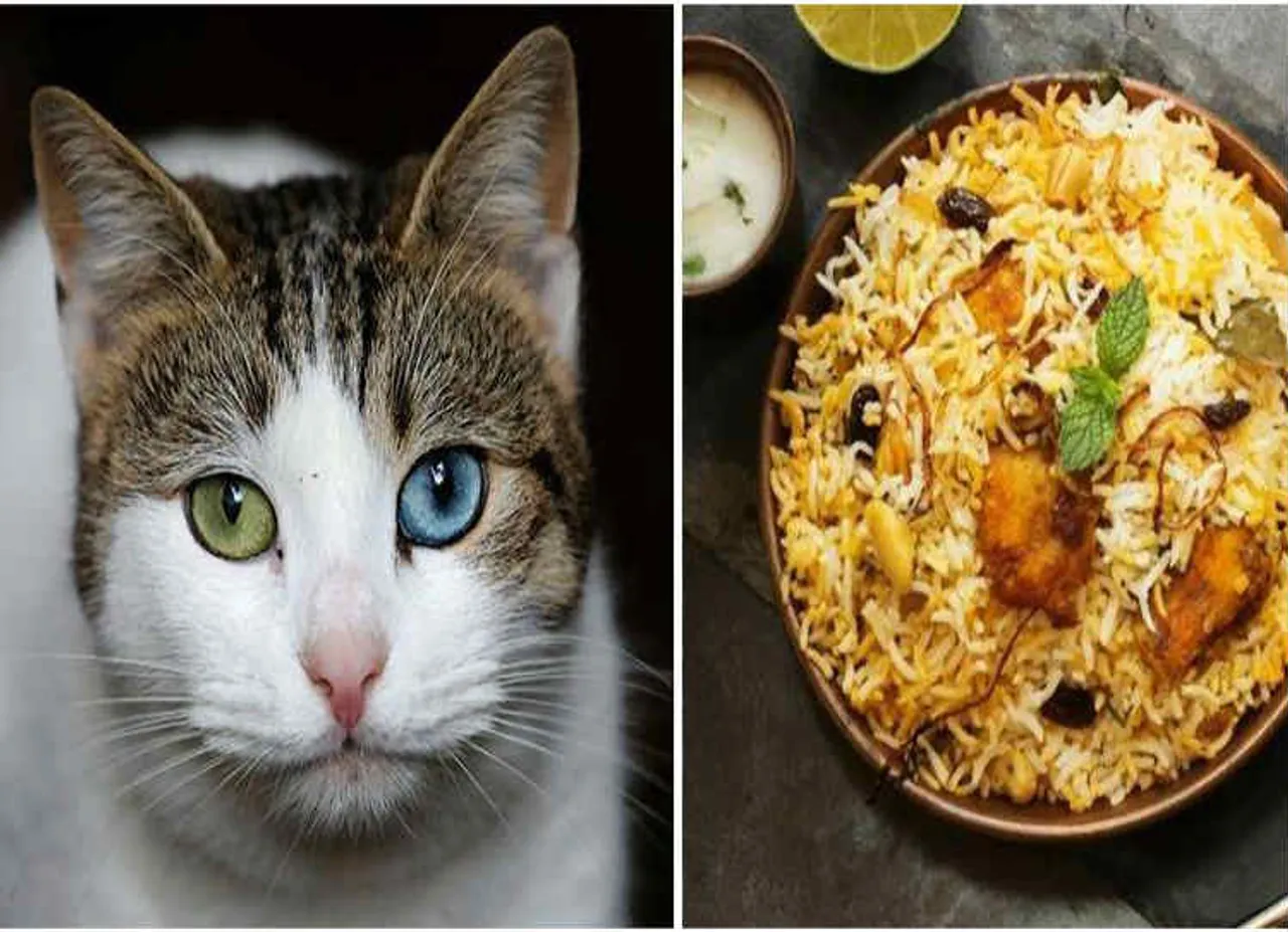 பூனைக்கறி
