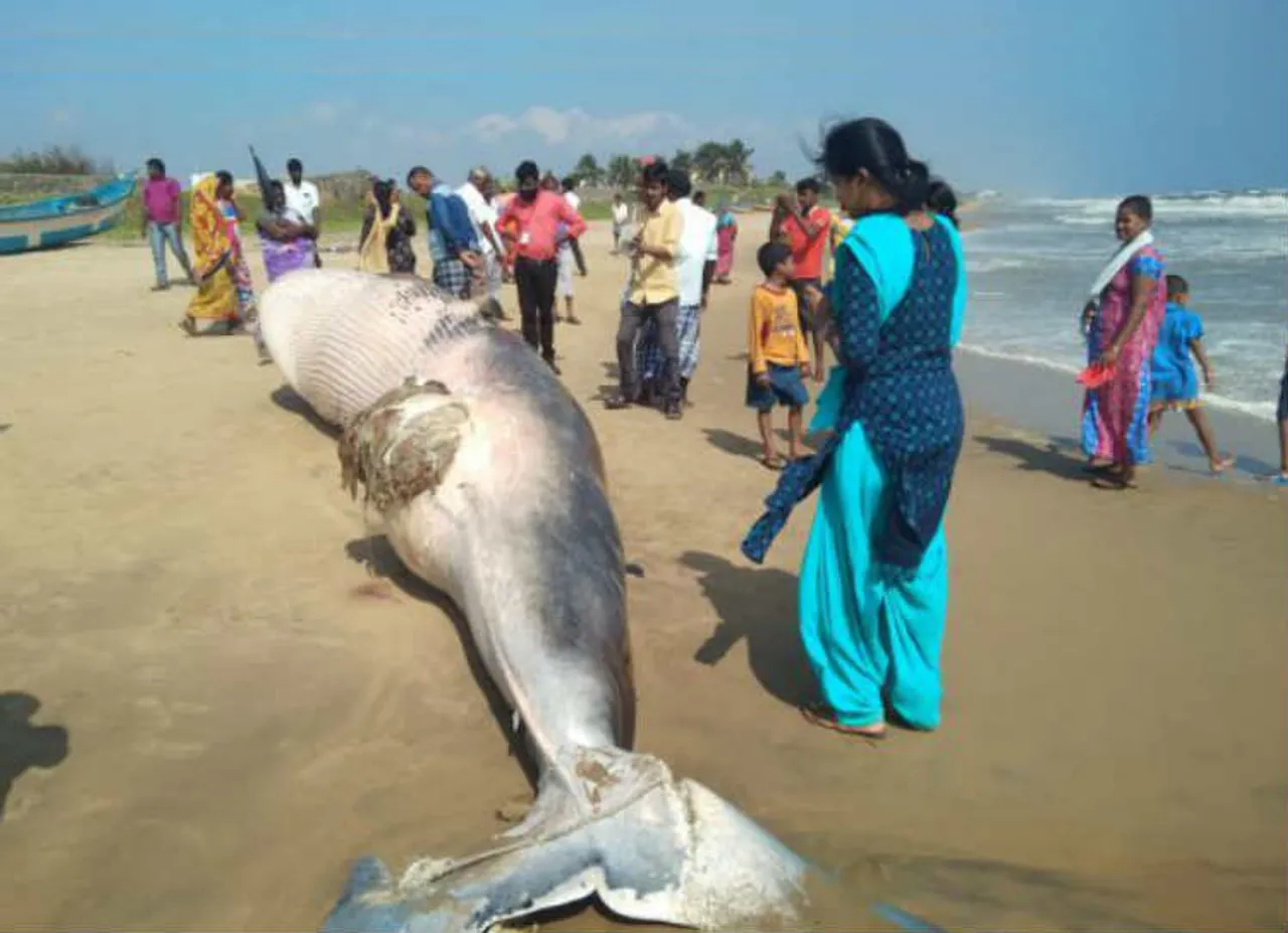 whale, திமிங்கலம்