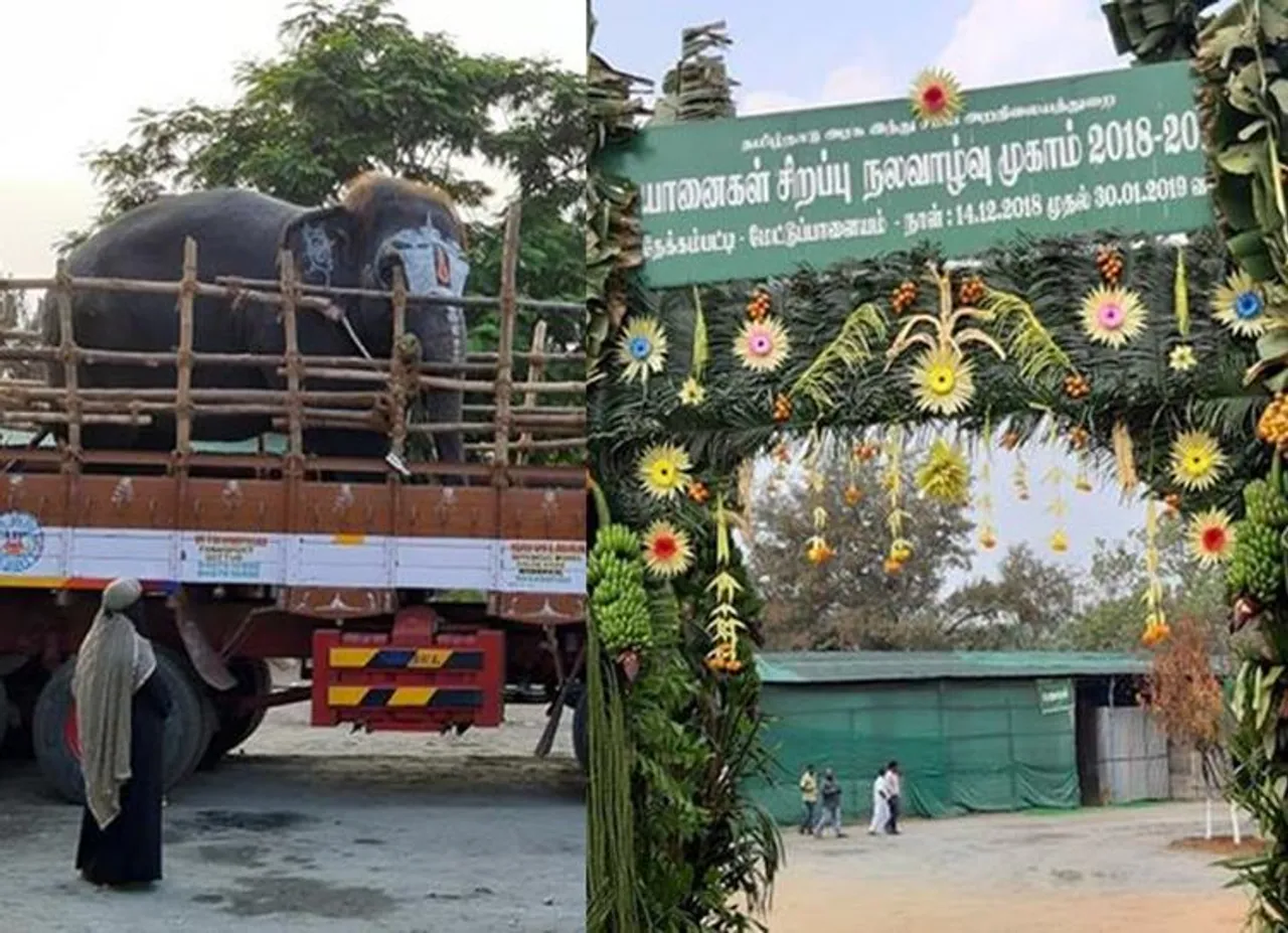 யானைகள் புத்துணர்வு முகாம்