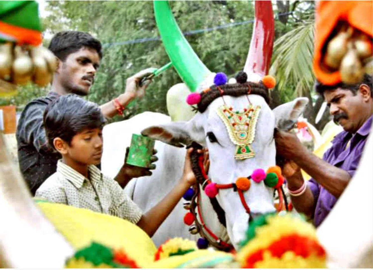 Mattu Pongal 2019