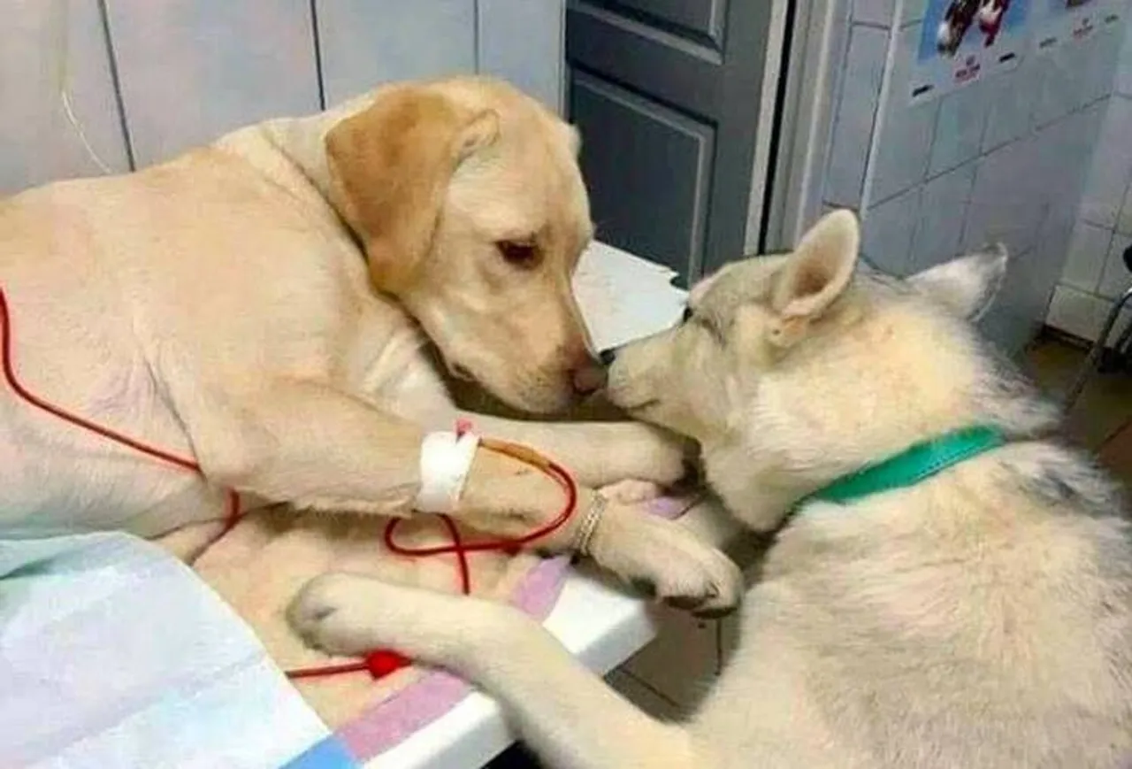 வைரலாகும் நாய் அசிஸ்டெண்ட், Twitter, Pet dog, Veterinary assistant dog