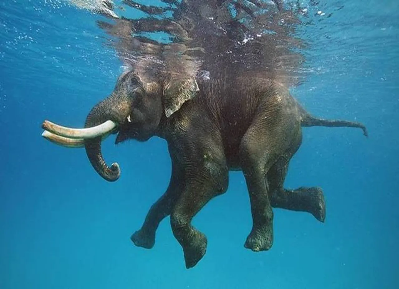 elephant swimming