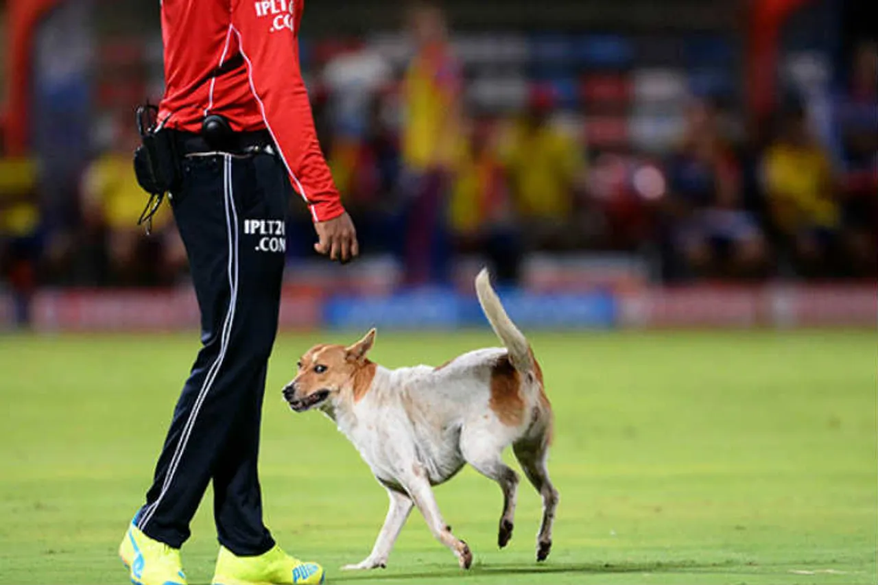 IPL 2019 Chinnaswamy Stadium
