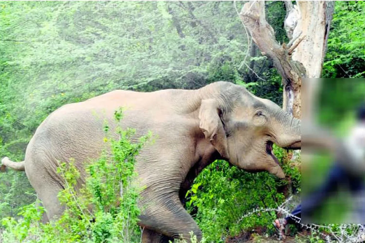 elephant viral video