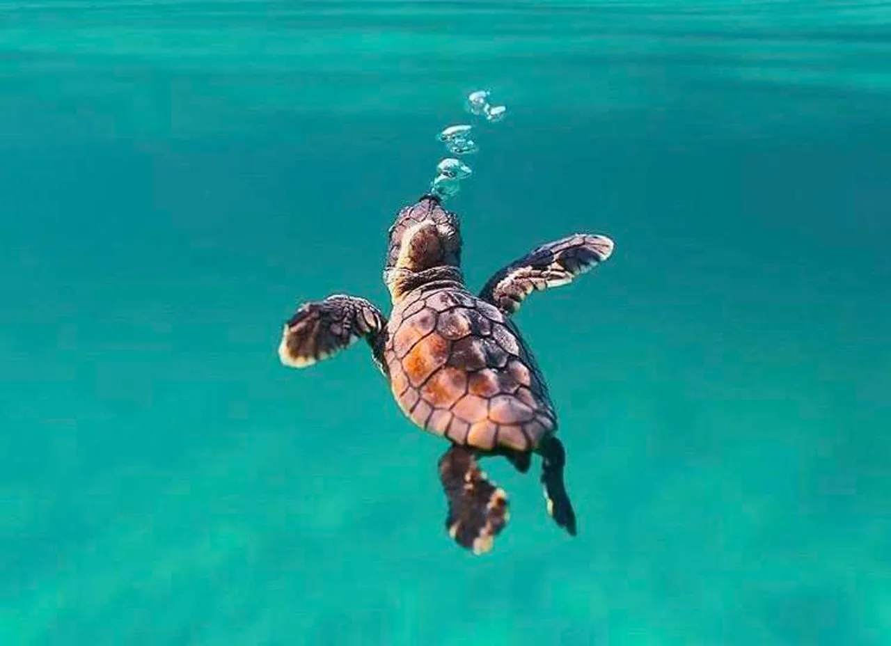 World Turtle Day 2019, How turtles are different from tortoises