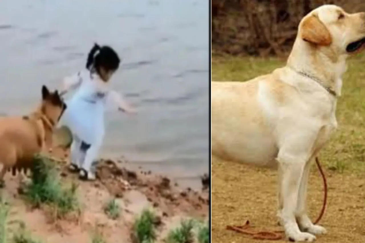 funny videos