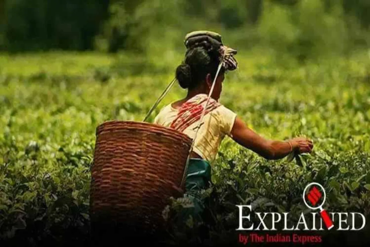 assam, assam tea, assam tea cost, assam tea price, assam tea trade, tea auction, tea leaves, india tea production, coonoor, அஸ்ஸாம் தேயிலை, கோல்டன் பட்டர்ஃபிளை, தேயிலை ஏலம், உலக சாதனை, golden butterfly, guwahati, guwahati tea, tamil indian express news, gtac. tea acution centre, new record in tea price,
