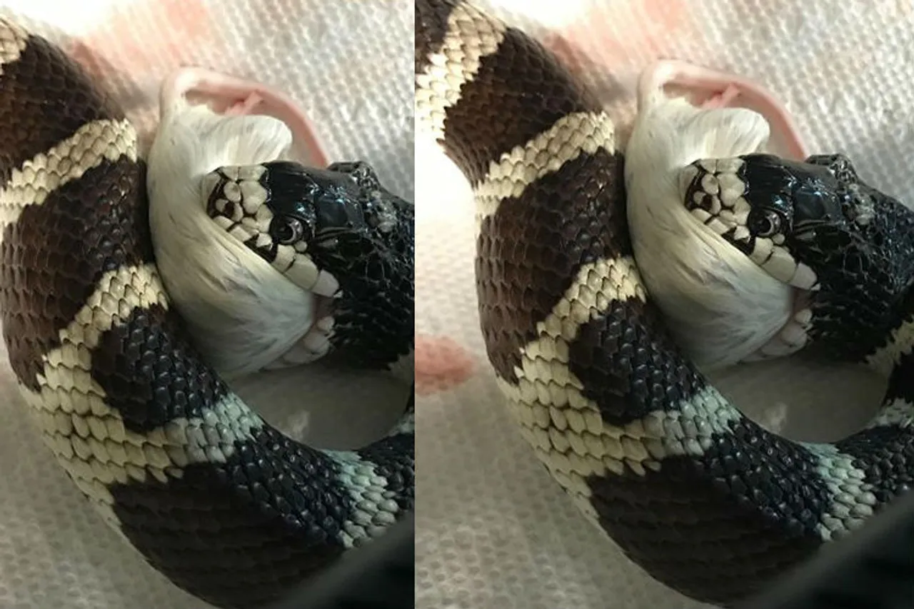 snake viral video today