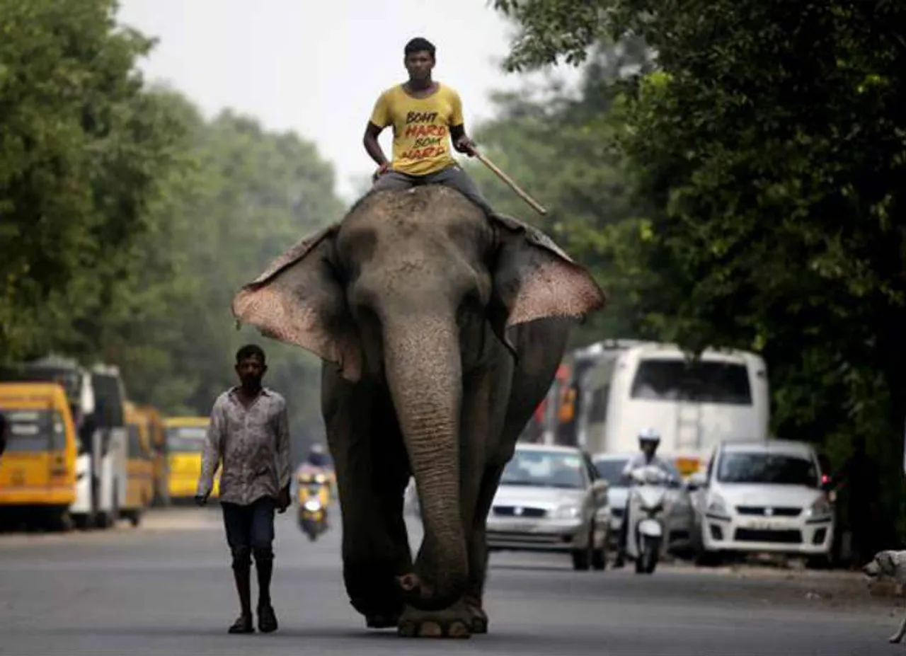 Lakshmi Elephant, Yusuf Ali