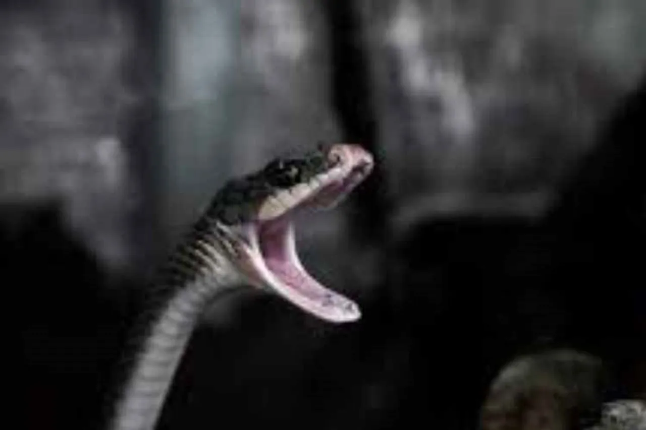snake biten school girl, School girl dies in Dindigul, School girl dies after bitten by snake, tamil nadu,Snake,Schoolgir, snake bitten girl in hostel, Dindigul, பாம்பு கடித்து மாணவி உயிரிழப்பு, விடுதியில் பாம்பு கடித்து மாணவி பலி, cobra