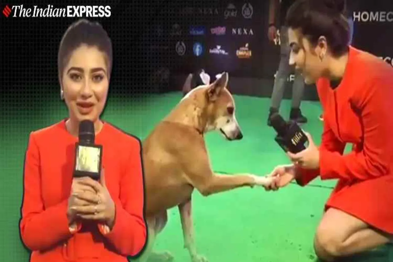 iifa awards in mumbai, 20th edition iifa awards, iifa awards, dog iifa awards, iifa awards winner list, aditi bhatia, சர்வதேச இந்திய திரைப்பட விருதுகள், அதிதி பாட்டியா, dog viral video, trending, aditi bhatia interview a dog, Tamil indian express news