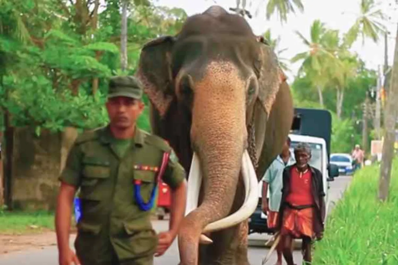 Srilanka esala perahera festival, Nadungamuwa Raja elephant, srilanka kandy buddha sacred tooth, இலங்கை, எசல பெரஹெரா திருவிழா, நடுங்காமுவா ராஜா யானை, srilanka buddha temple, Nadungamuwa Raja elephant sacred casket bearer, esala perahera festival procession,