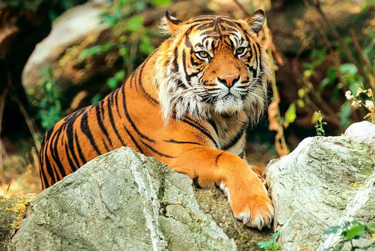 இந்திய புலிகளின் எண்ணிக்கை : கணக்கெடுப்பில் இவ்வளவு சிக்கல்கள் உள்ளதா?