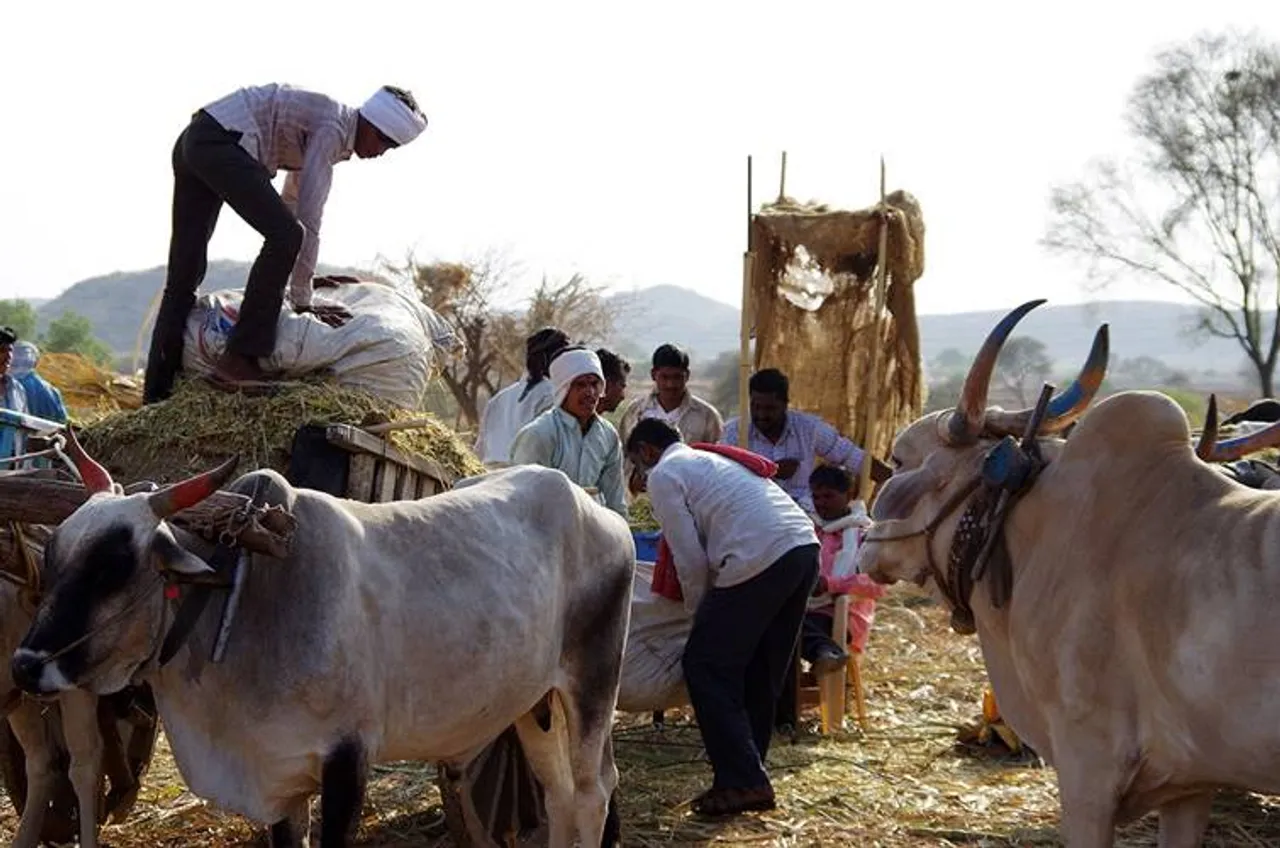 Maharashtra assembly polls 2019 fodder camps
