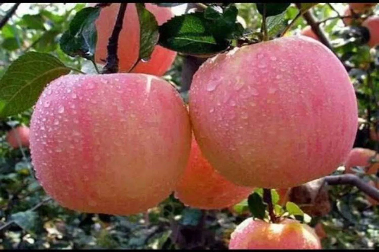 jammu and kashmir Apple Tradde , jammu and kashmir apple truck driver shot dead by militants . Jammu and kashmir Article 370