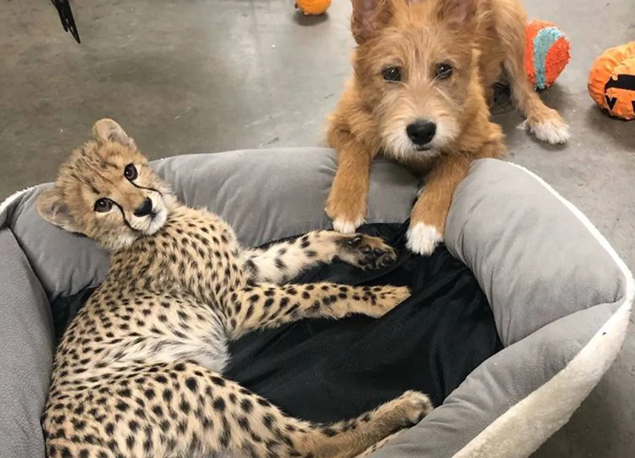 aww-dorable friendship between cheetah cub and dog