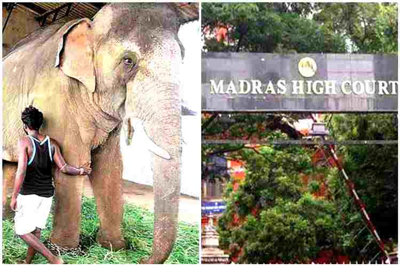 elephants, domesticated elephants status Case, domesticated elephants in tamilnadu, domesticated elephants, elephants, வளர்ப்பு யானைகள், தமிழகத்தில் வளர்ப்பு யானைகள் நிலை, demand form a committee headed by a retired judge, madras high court, சென்னை உயர் நீதிமன்றம், chenai high court, tamilnadu, tamilnadu elephants